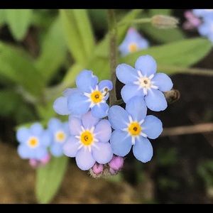 Meet your Posher, Josie